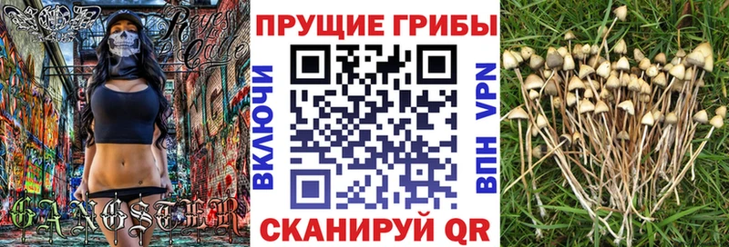 Купить где  Пошехонье  Галлюциногенные грибы MAGIC MUSHROOMS 